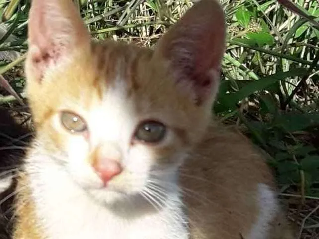 Gato ra a  idade 2 a 6 meses nome .....