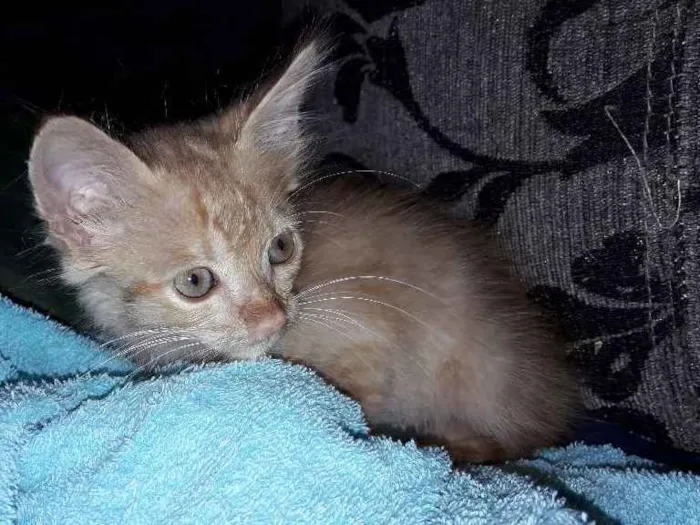 Gato ra a  idade 2 a 6 meses nome Amarelim
