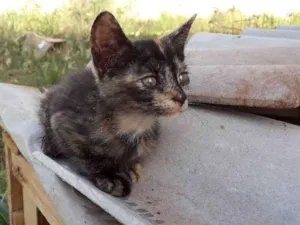 Gato raça  idade 2 a 6 meses nome .....