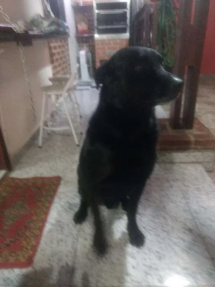Cachorro ra a Labrador rottweiler (misturado idade 5 anos nome Zeus