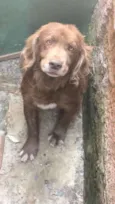 Urso