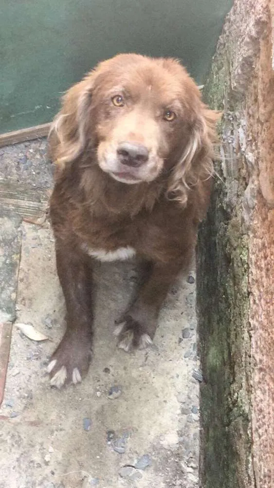 Cachorro ra a vira lara idade 6 ou mais anos nome Urso