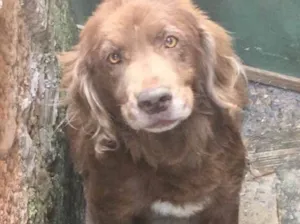 Cachorro raça vira lara idade 6 ou mais anos nome Urso