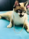 Simon 