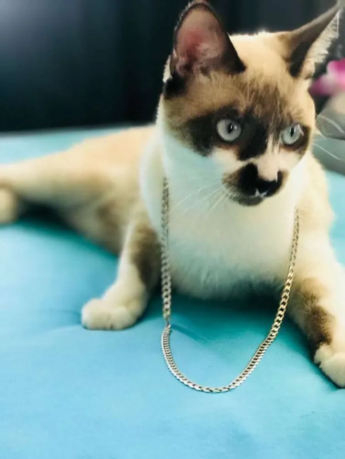 Gato ra a Misto idade 7 a 11 meses nome Simon 