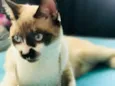 Simon 