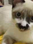 Simon 