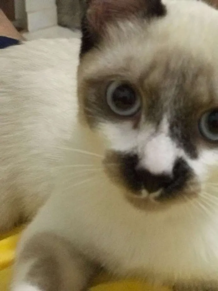 Gato ra a Misto idade 7 a 11 meses nome Simon 