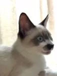 Simon 
