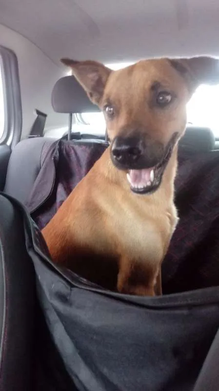 Cachorro ra a srd idade 1 ano nome Marley CASTRADO
