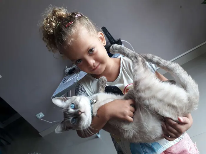 Gato ra a Siamês  idade 7 a 11 meses nome Lupy