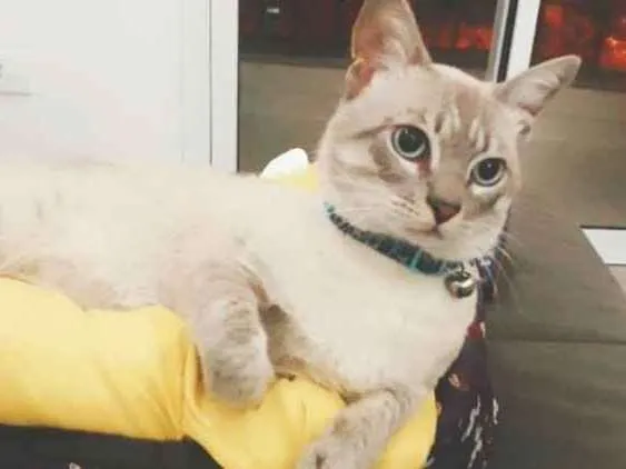 Gato ra a Siamês  idade 7 a 11 meses nome Lupy