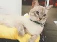 Lupy