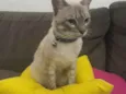 Lupy