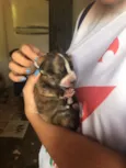 Cacau