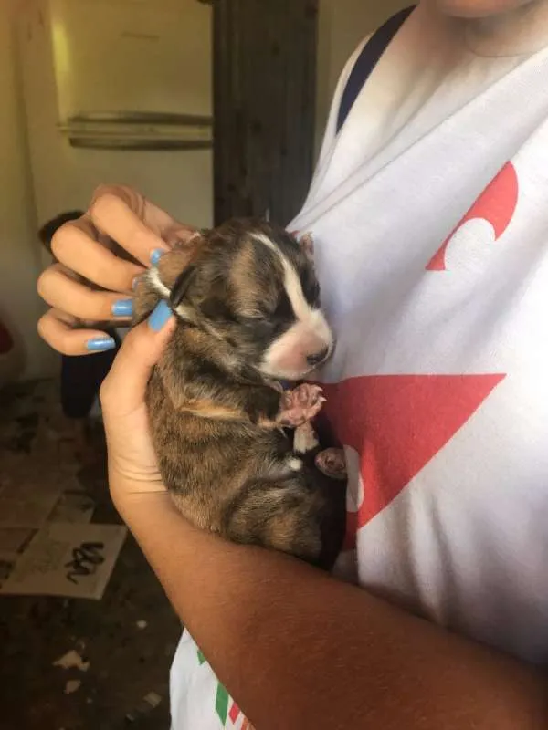 Cachorro ra a srd idade 2 a 6 meses nome Cacau