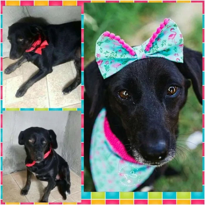 Cachorro raça SRD idade 1 ano nome Rosália 