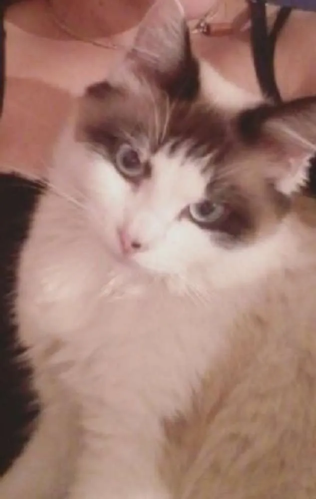 Gato raça Não sei  idade 1 ano nome Serena