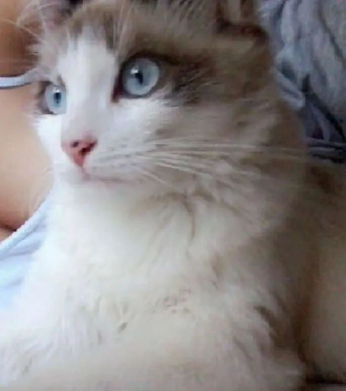 Gato raça Não sei  idade 1 ano nome Serena