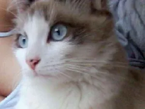 Gato raça Não sei  idade 1 ano nome Serena