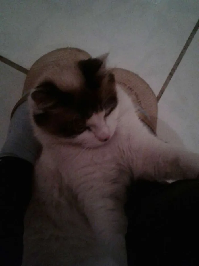 Gato raça Não sei  idade 1 ano nome Serena