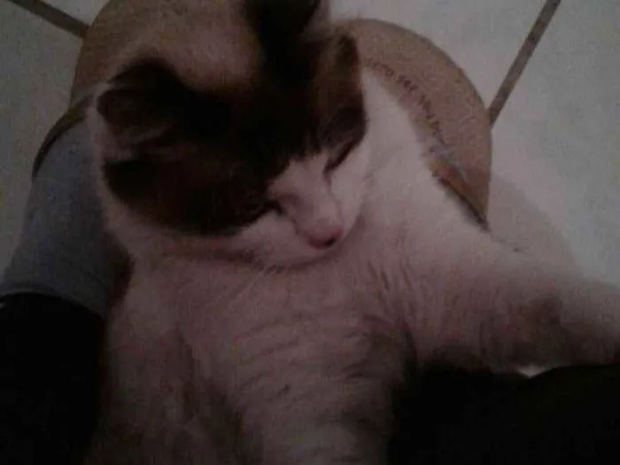 Gato raça Não sei  idade 1 ano nome Serena