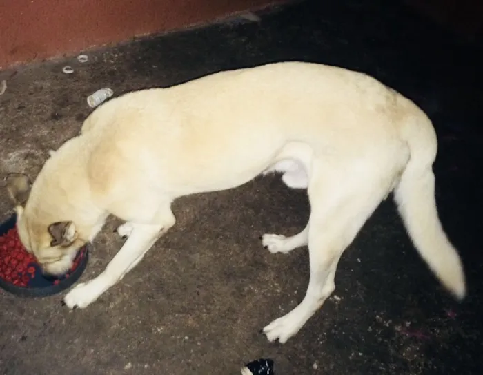 Cachorro ra a Husky siberiano com Pastor Ale idade 4 anos nome Lesher
