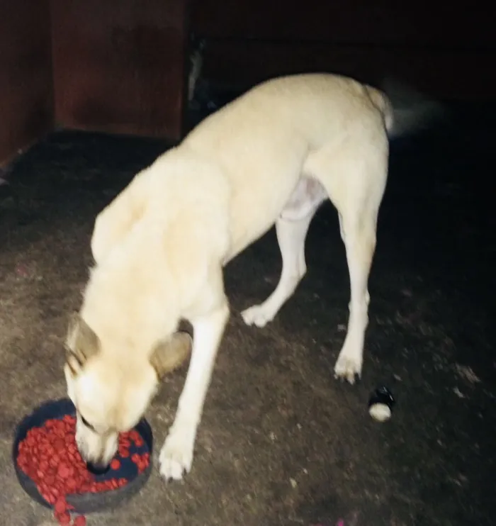 Cachorro ra a Husky siberiano com Pastor Ale idade 4 anos nome Lesher