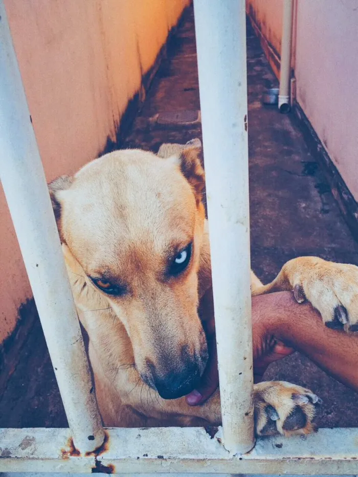 Cachorro ra a Husky siberiano com Pastor Ale idade 4 anos nome Lesher