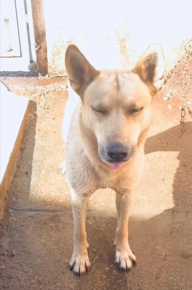 Cachorro ra a Husky siberiano com Pastor Ale idade 4 anos nome Lesher