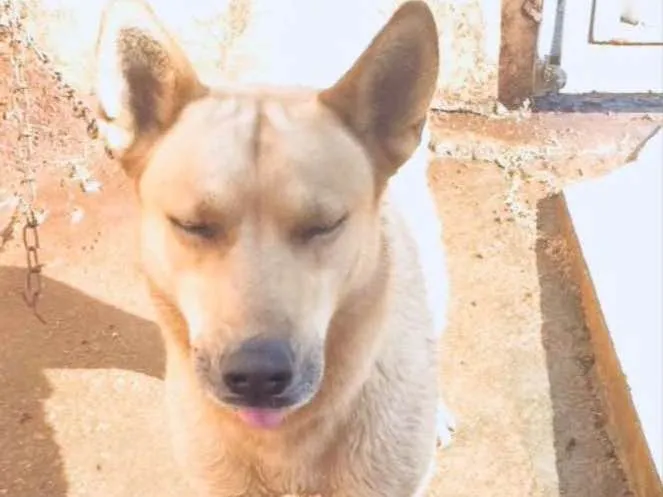 Cachorro ra a Husky siberiano com Pastor Ale idade 4 anos nome Lesher
