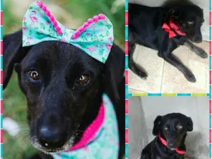 Cachorro raça SRD idade 1 ano nome Rosália 