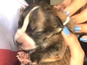 Cachorro raça srd idade 2 a 6 meses nome Cacau