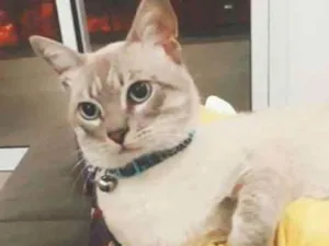 Gato raça Siamês  idade 7 a 11 meses nome Lupy