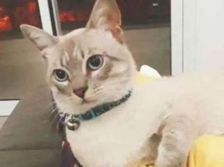 Gato ra a Siamês  idade 7 a 11 meses nome Lupy