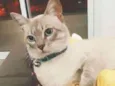 Lupy