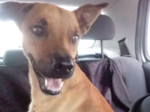 Cachorro raça srd idade 1 ano nome Marley CASTRADO