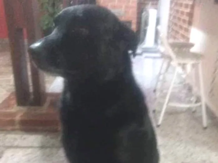 Cachorro ra a Labrador rottweiler (misturado idade 5 anos nome Zeus