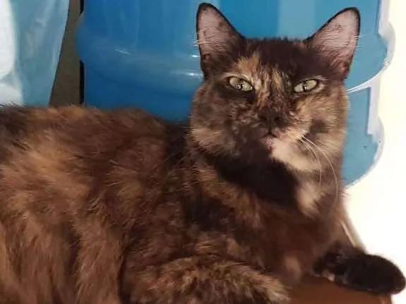 Gato raça SRD idade 2 anos nome Theodora