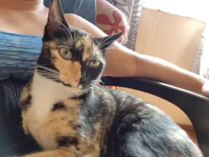 Gato raça SRD  idade 2 a 6 meses nome Pingo