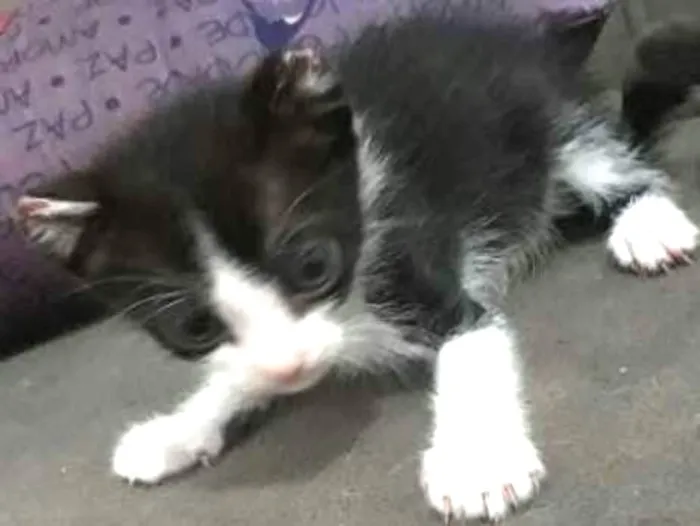 Gato ra a Vira lata idade Abaixo de 2 meses nome Ainda não coloquei