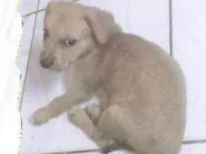 Cachorro raça Misto idade 2 a 6 meses nome Maria frida