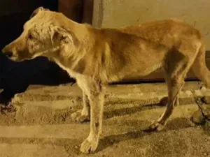 Cachorro raça Mix Labrador idade 3 anos nome Loiro