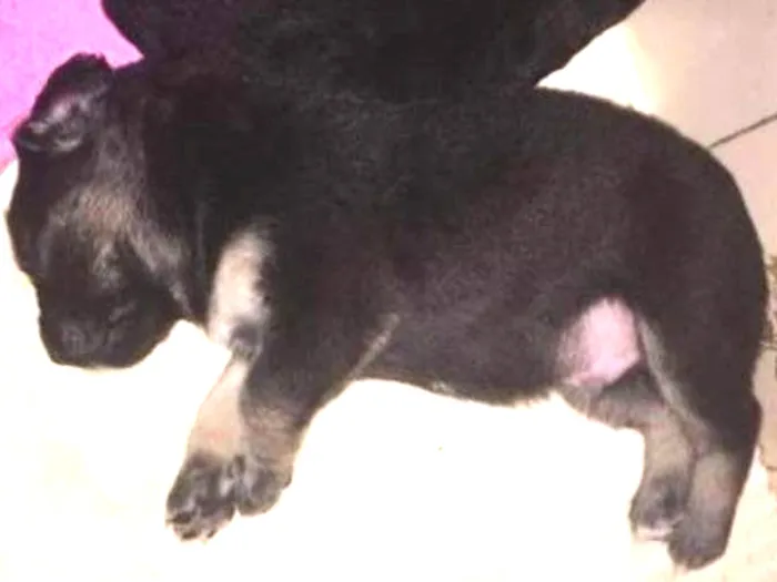 Cachorro ra a Srd idade Abaixo de 2 meses nome Filhotinhos