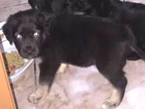 Cachorro raça Srd idade Abaixo de 2 meses nome Filhotinhos