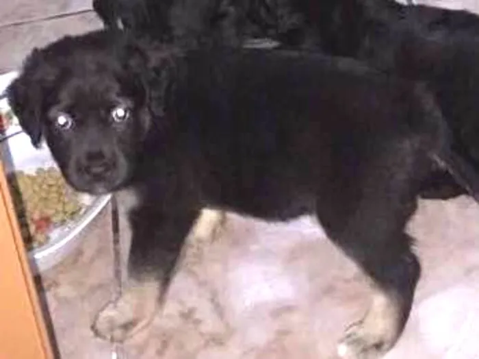 Cachorro ra a Srd idade Abaixo de 2 meses nome Filhotinhos