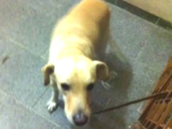 Cachorro ra a SRD idade 1 ano nome Bento