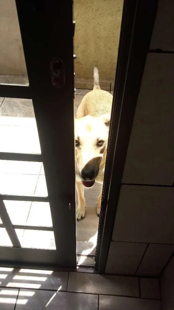 Cachorro ra a srd idade 1 ano nome Fofucho