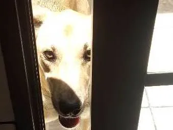 Cachorro ra a srd idade 1 ano nome Fofucho