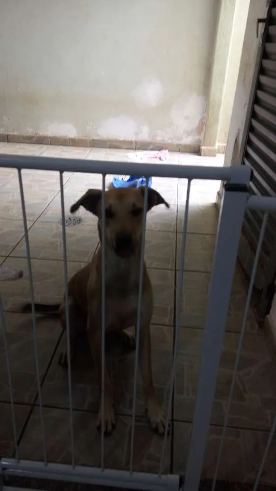 Cachorro ra a srd idade 1 ano nome Fofucho